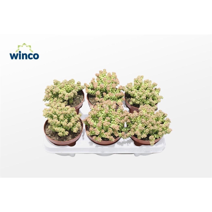 <h4>CRASS OVERIG</h4>