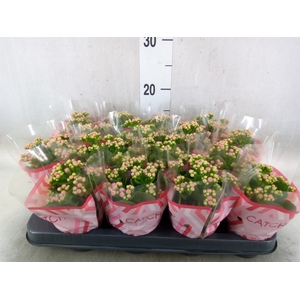 Kalanchoe blos. 'Calandiva Zeta'