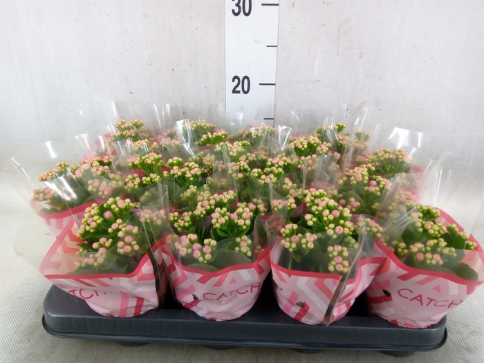 <h4>Kalanchoe blos. 'Calandiva Zeta'</h4>