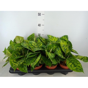 Homalomena wal. 'Camouflage'