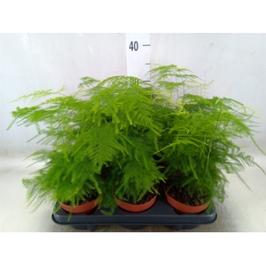 Asparagus setaceus