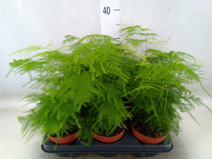 <h4>Asparagus setaceus</h4>