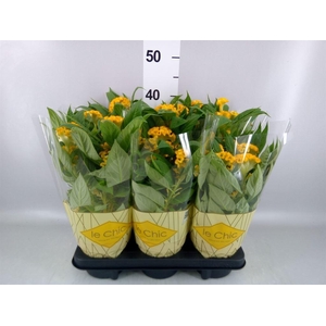 Celosia arg. CR 'Twisted Yellow'