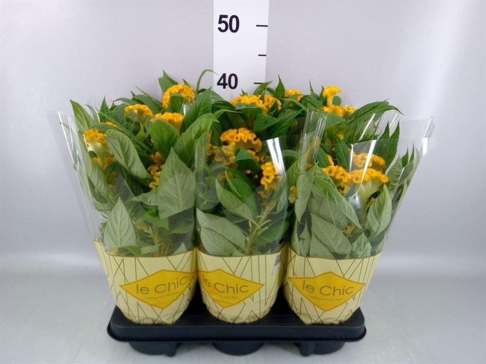 <h4>Celosia arg. CR 'Twisted Yellow'</h4>