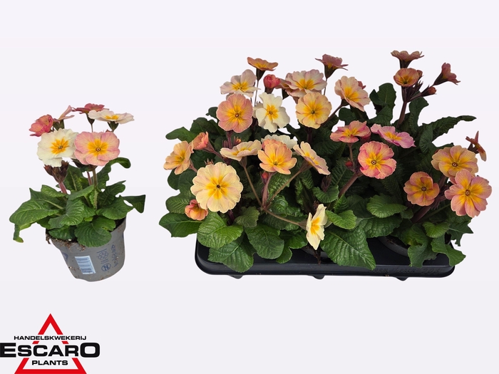 <h4>PRIM ELATIOR</h4>