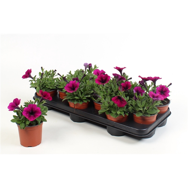 <h4>Petunia paars</h4>