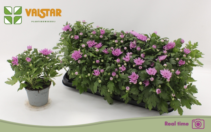 <h4>CHRYS OV</h4>