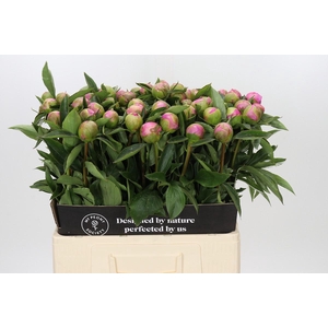 Paeonia Monsieur Jules Elie