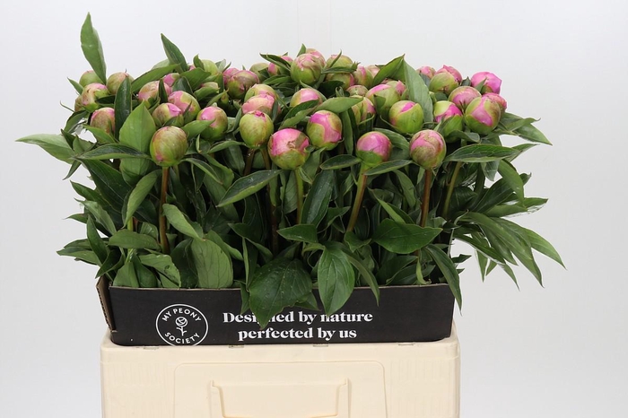 Paeonia Monsieur Jules Elie