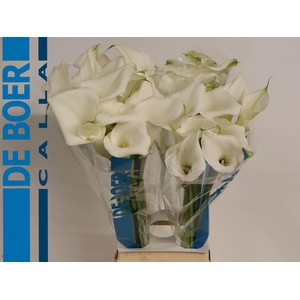 Calla Pure Art
