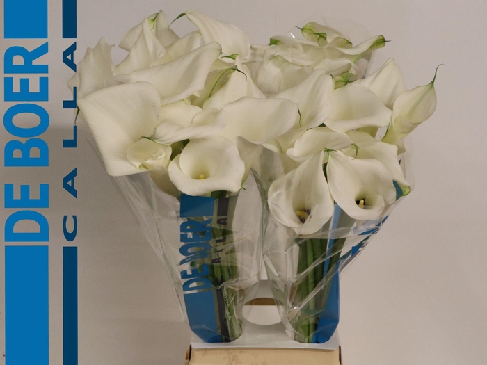 <h4>Calla Pure Art</h4>