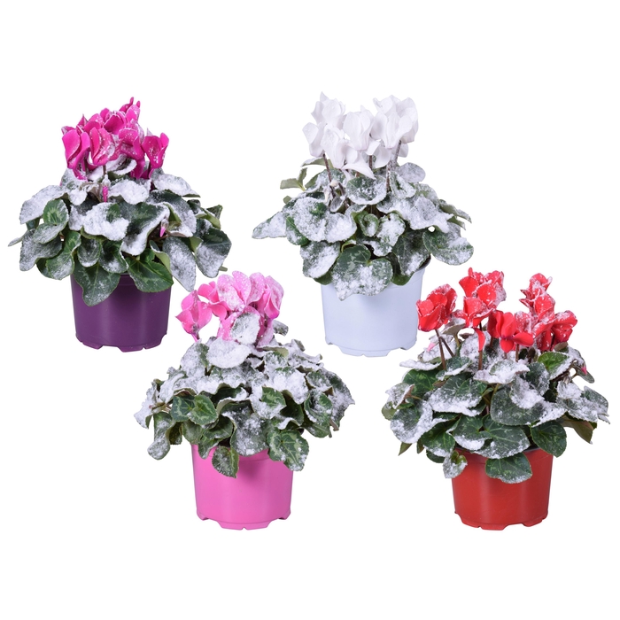 <h4>Cyclamen met sneeuw in Ton sur Ton kweekpot (Kerst)</h4>