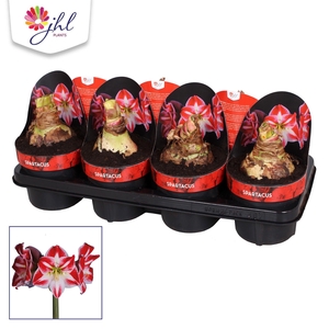 Amaryllis Spartacus
