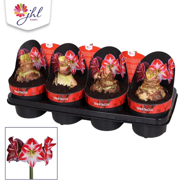 <h4>Amaryllis Spartacus</h4>
