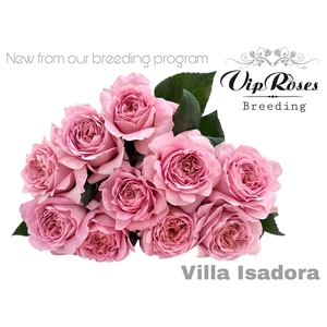 R Gr Ov Vip New Villa Isadora