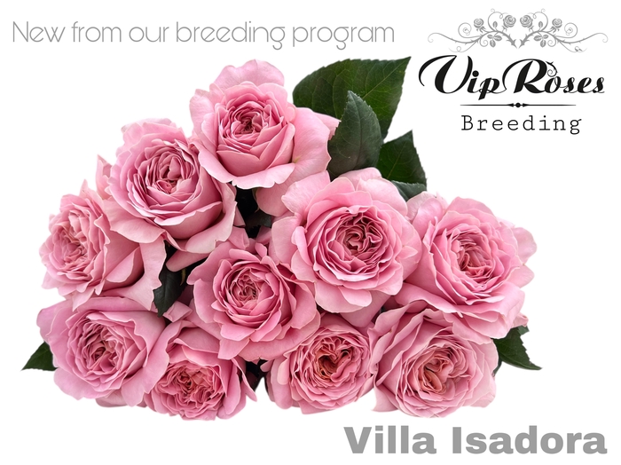 <h4>R Gr Ov Vip New Villa Isadora</h4>