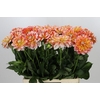 Dahlia Hapet Harmony