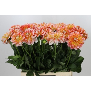 Dahlia Hapet Harmony