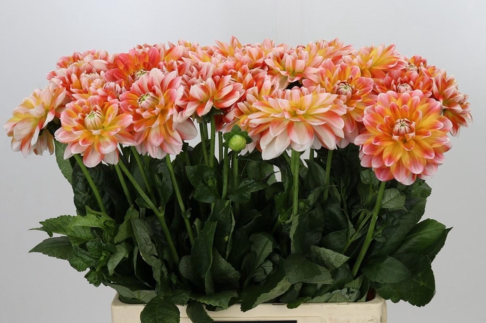 <h4>Dahlia Hapet Harmony</h4>