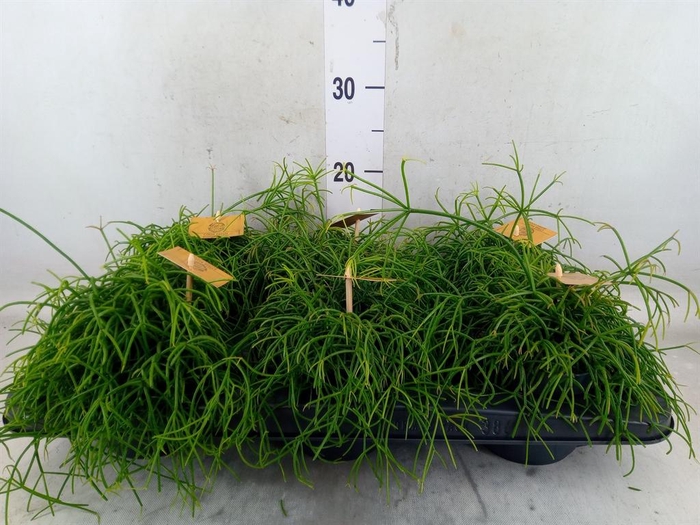 <h4>Rhipsalis   ...</h4>