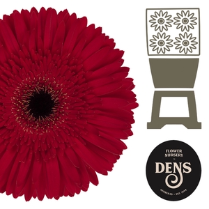 Gerbera Dynamic Diamond