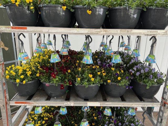 <h4>VIO CO END GEM</h4>