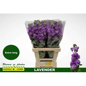Matth Milla Lavender
