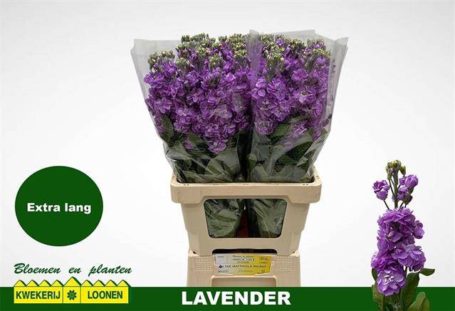 <h4>Matth Milla Lavender</h4>