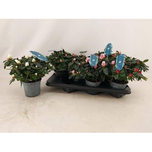 RHODO SI V GEM 4 SRT