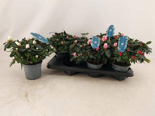 <h4>RHODO SI V GEM 4 SRT</h4>