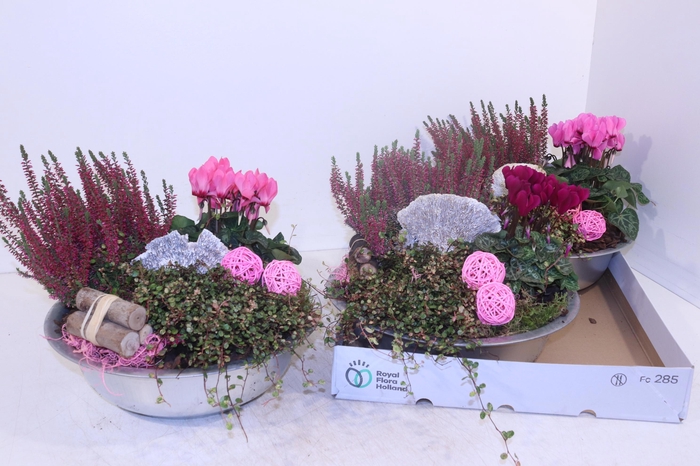 <h4>ARR TUINPLANTEN</h4>
