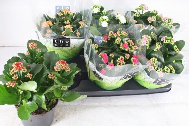 <h4>KAL GE GEM 5 KL</h4>