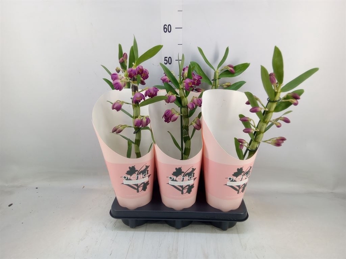 <h4>Dendrobium nob. 'StarCla Akatsuki'</h4>