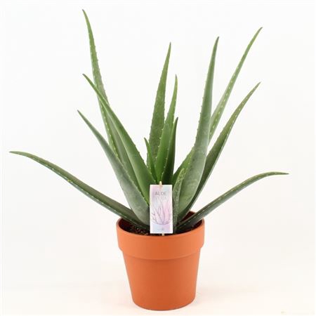 <h4>Aloe Vera P19 In Terracotta Pot</h4>