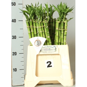 DRAC LUCKY BAMBOO