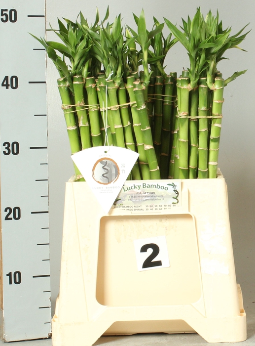 <h4>DRAC LUCKY BAMBOO</h4>