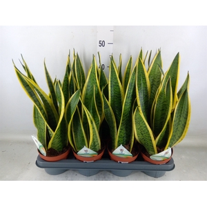 Sansevieria trifa. 'Laurentii'