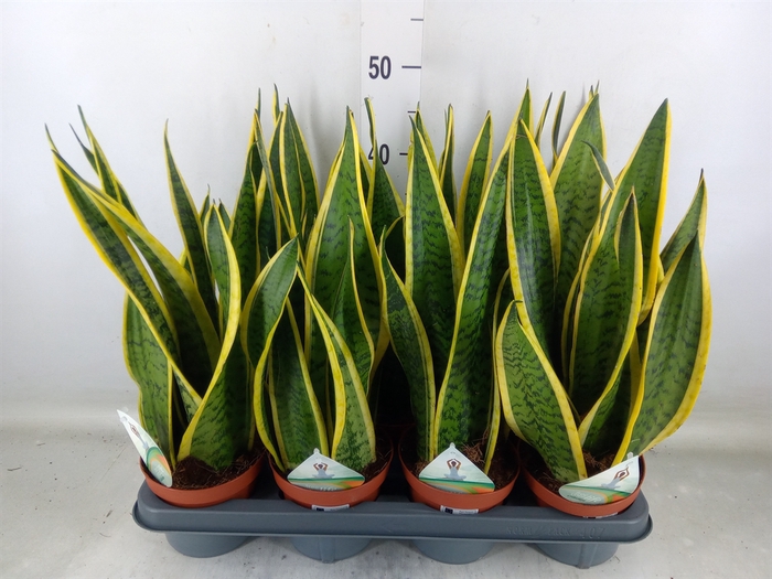 <h4>Sansevieria trifa. 'Laurentii'</h4>