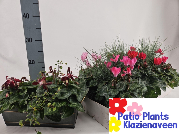 <h4>ARR CYCLAAM</h4>