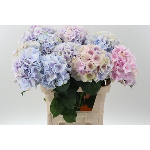 Hydr M Ch Verena Bl Pastel