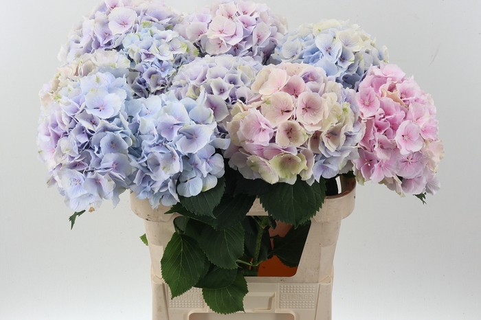 <h4>Hydr M Ch Verena Bl Pastel</h4>