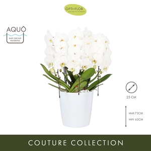 Arrangementen Phalaenopsis mt H%