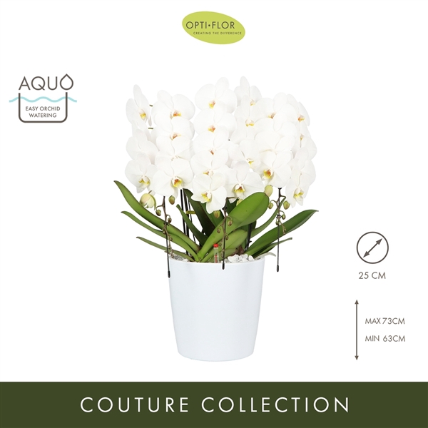 <h4>Arrangementen Phalaenopsis mt H%</h4>