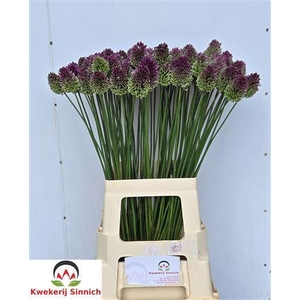 Allium Sphaerocephal