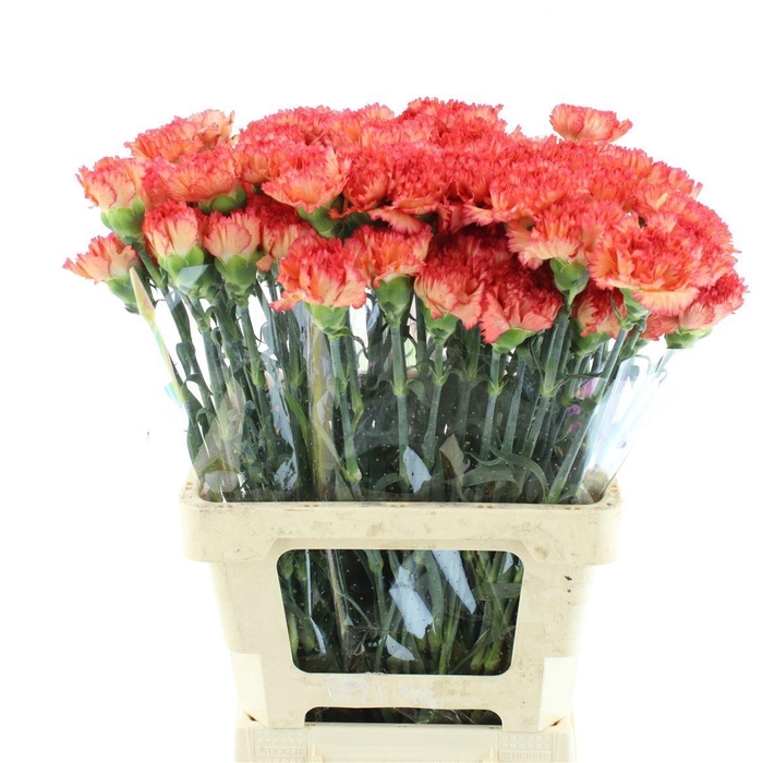 <h4>DI ST ATEKA</h4>