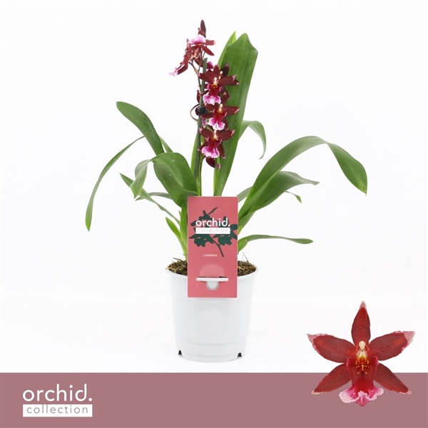 <h4>Barrocco Red, 1-spike Compact 'Orchid Collection'</h4>