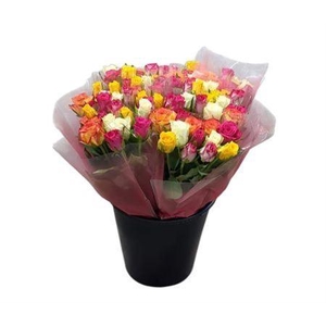 R Gr Rainbow Mix
