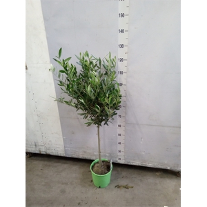 Olea europaea