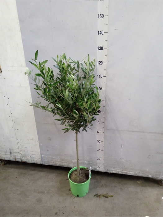 <h4>Olea europaea</h4>