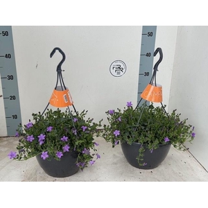 CAMP PORTENSCHLAGIAN